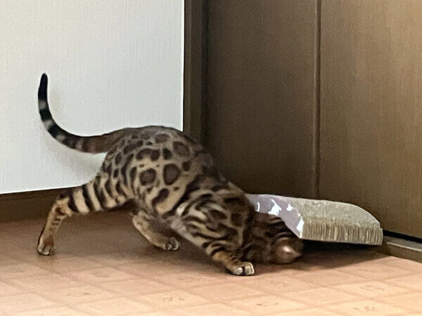 ベンガル猫のペットシッター