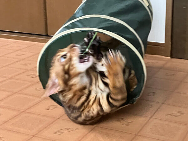 ベンガル猫のペットシッター