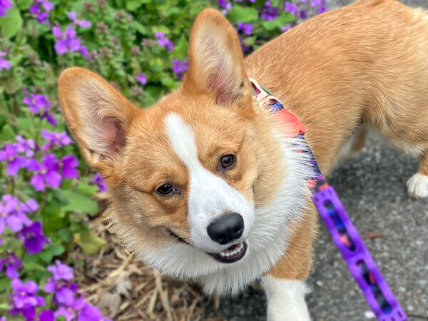 小型犬コーギーペットホテル