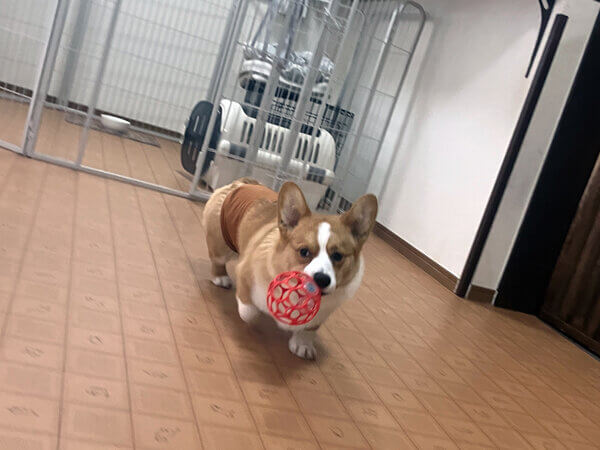 小型犬コーギーペットホテル