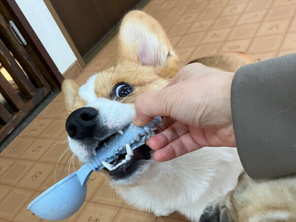 小型犬コーギーペットホテル