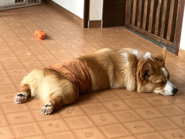 小型犬コーギーペットホテル