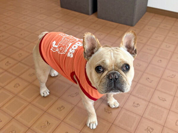 小型犬フレンチブルドッグペットホテル