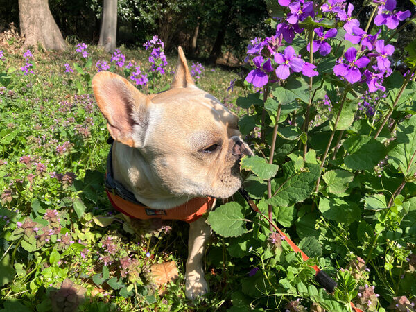 小型犬フレンチブルドッグペットホテル