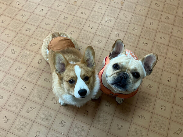 小型犬フレンチブルドッグペットホテル