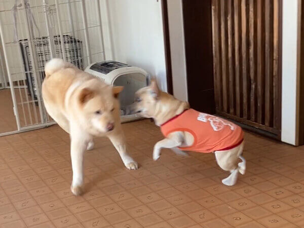 小型犬フレンチブルドッグペットホテル