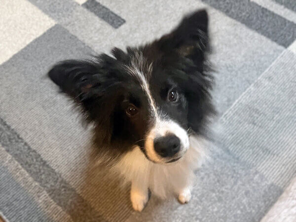 ボーダーコリーペットシッター