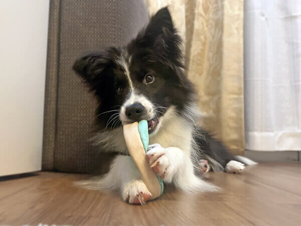 ボーダーコリーペットシッター