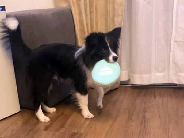 ボーダーコリーペットシッター