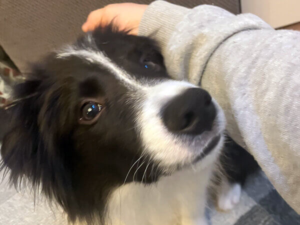 ボーダーコリーペットシッター