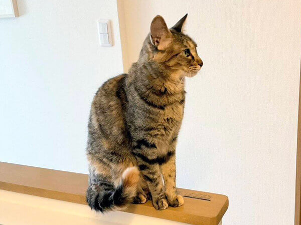 猫ペットシッター