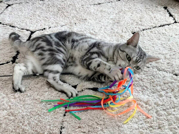 アメリカンショートヘア猫ペットシッター