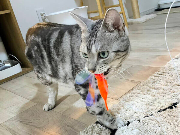 アメリカンショートヘア猫ペットシッター