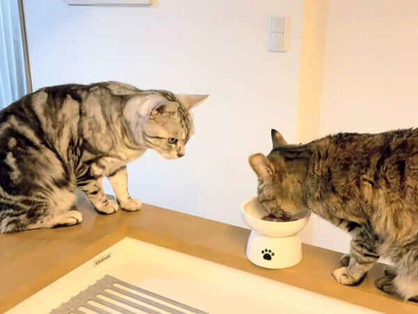 アメリカンショートヘア猫ペットシッター