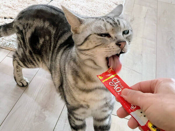 アメリカンショートヘア猫ペットシッター