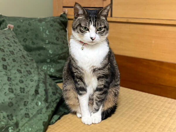 猫ペットシッター