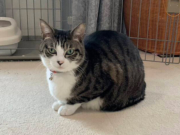 猫ペットシッター