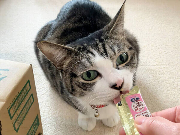 猫ペットシッター