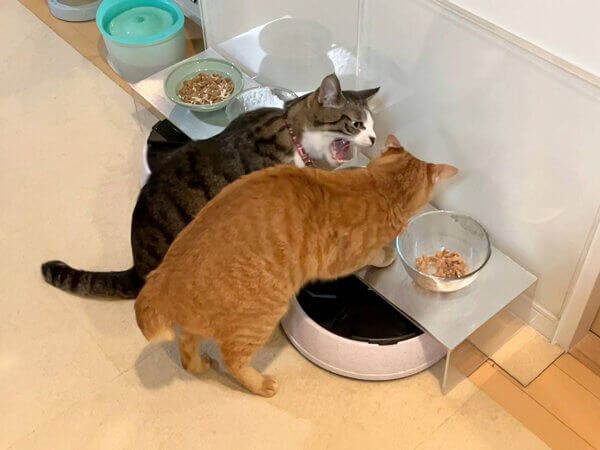 猫ペットシッター