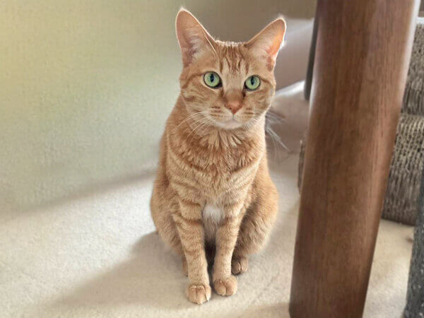 猫ペットシッター