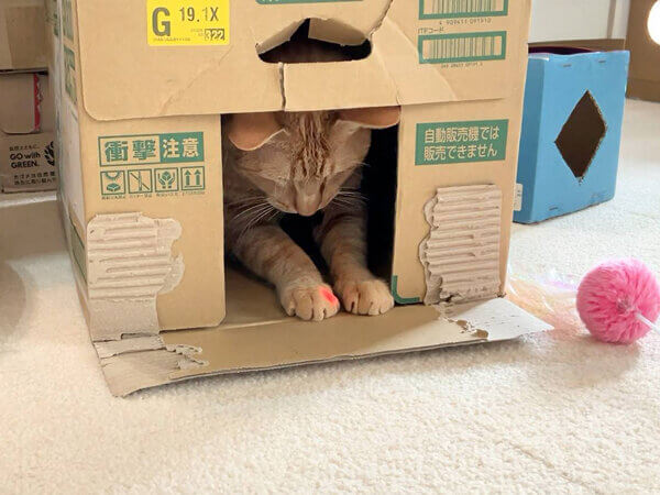 猫ペットシッター