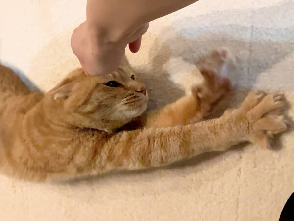 猫ペットシッター