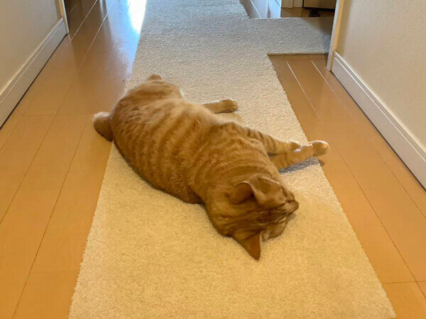 猫ペットシッター