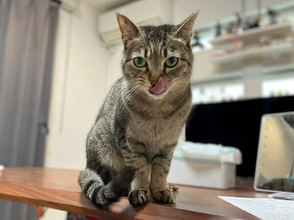 猫ペットシッター