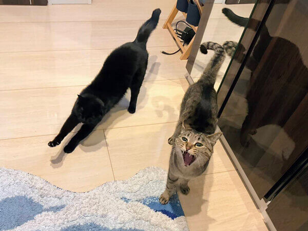 猫ペットシッター