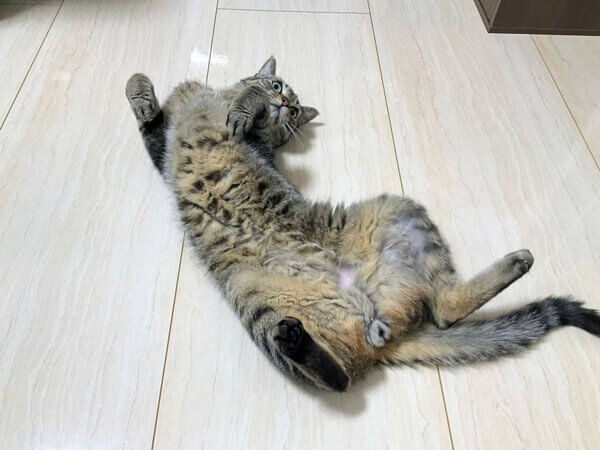 猫ペットシッター