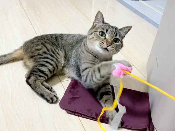 猫ペットシッター