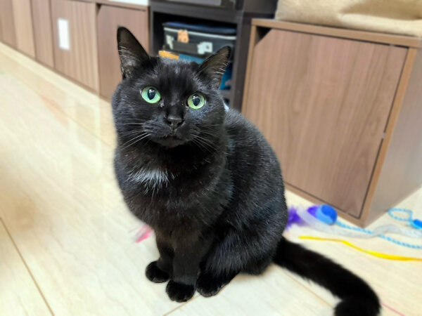 猫ペットシッター