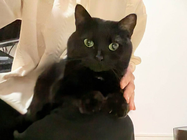 猫ペットシッター