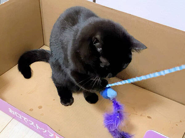 猫ペットシッター