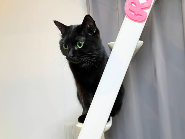 猫ペットシッター