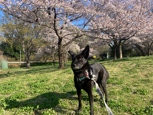 中型犬ペットホテル