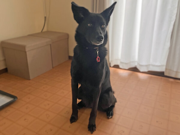 中型犬ペットホテル