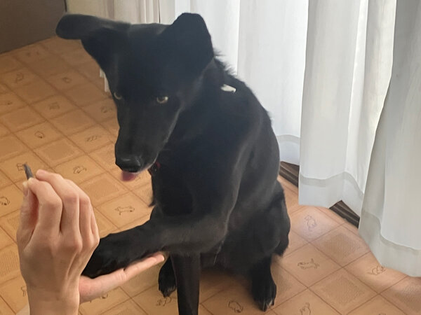 中型犬ペットホテル