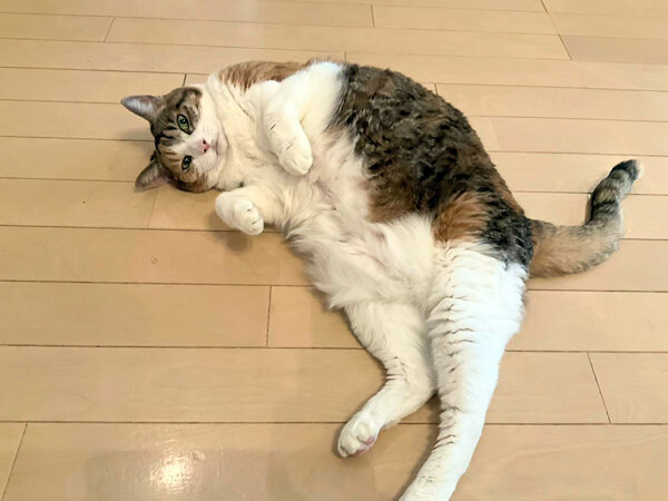 三毛猫ペットシッター