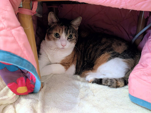 三毛猫ペットシッター