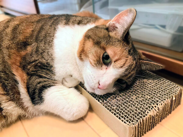 三毛猫ペットシッター