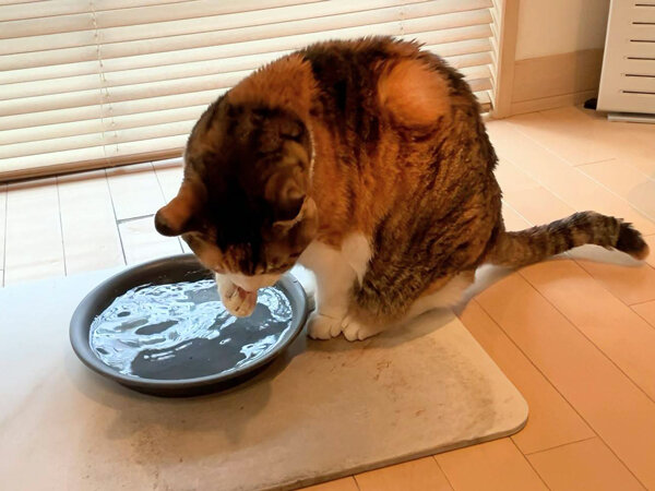 三毛猫ペットシッター