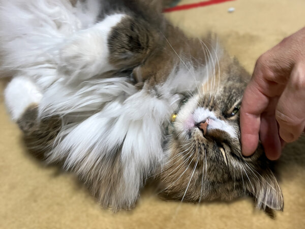 ノルウェージャンフォレストキャット猫ペットシッター