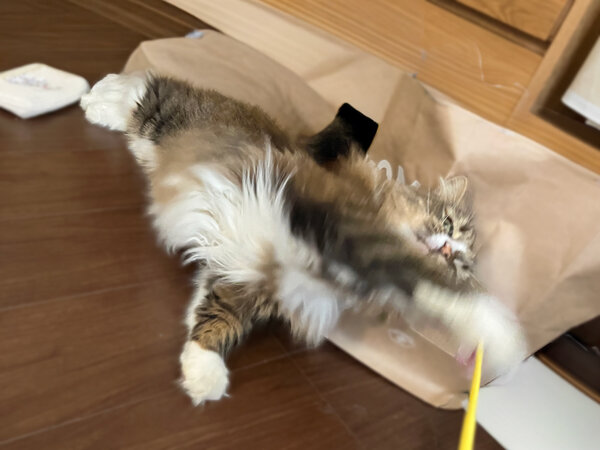 ノルウェージャンフォレストキャット猫ペットシッター