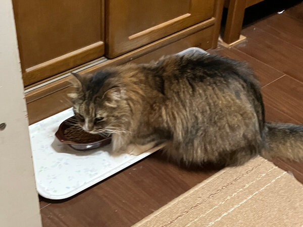 ノルウェージャンフォレストキャット猫ペットシッター