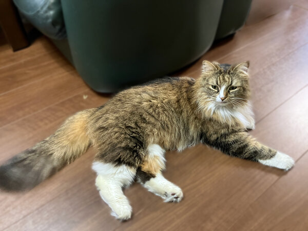 ノルウェージャンフォレストキャット猫ペットシッター