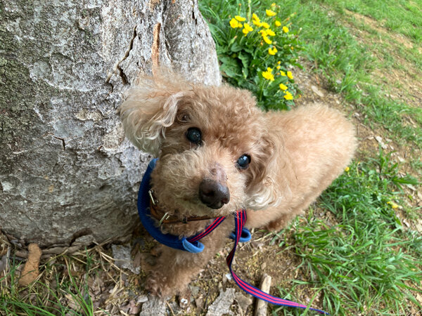 小型犬トイプードルペットホテル