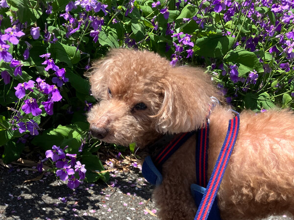 小型犬トイプードルペットホテル