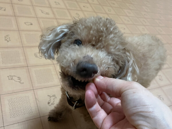 小型犬トイプードルペットホテル