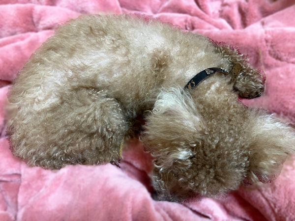 小型犬トイプードルペットホテル